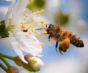 CÔNG DỤNG THẦN KÌ CỦA PHẤN HOA MÀ CHƯA AI BIẾT?