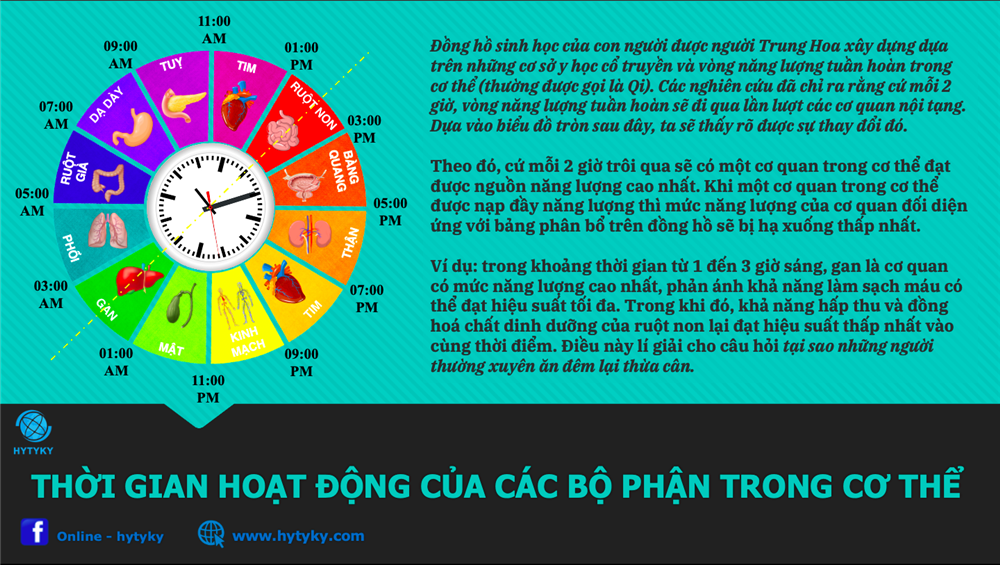 THỜI GIAN HOẠT ĐỘNG CỦA CÁC BỘ PHẬN TRONG CƠ THỂ