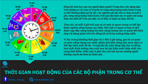 THỜI GIAN HOẠT ĐỘNG CỦA CÁC BỘ PHẬN TRONG CƠ THỂ