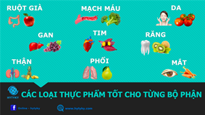 CÁC LOẠI THỰC PHẨM TỐT CHO TỪNG BỘ PHẬN