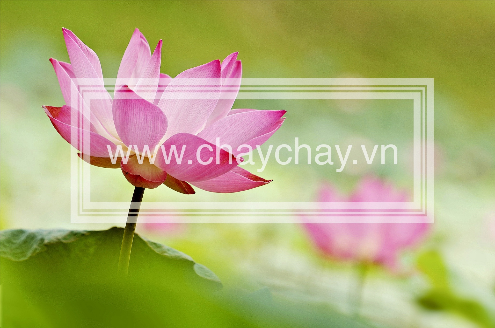 CHAYCHAY.VN