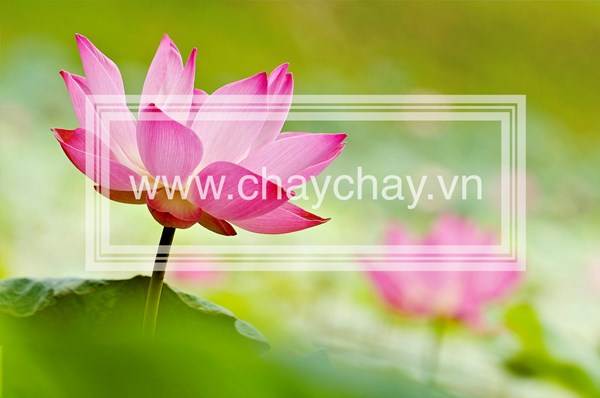 CHAYCHAY.VN